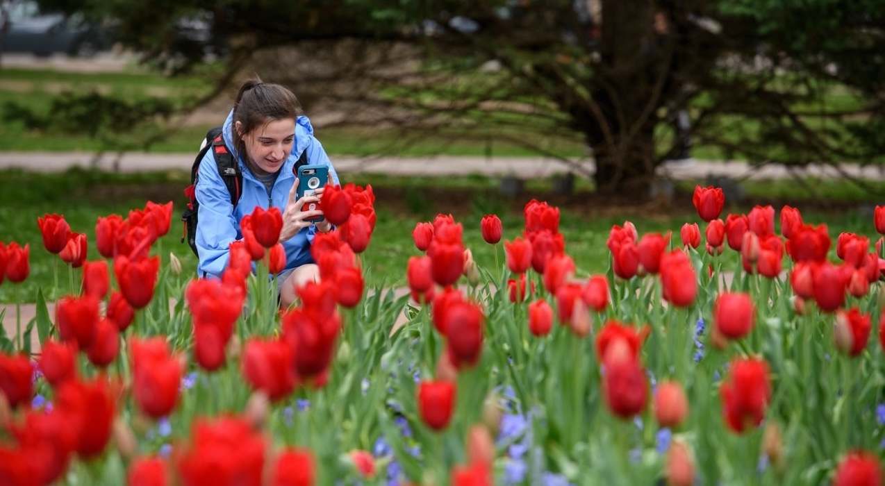 A student taking pictures of the tulips.
