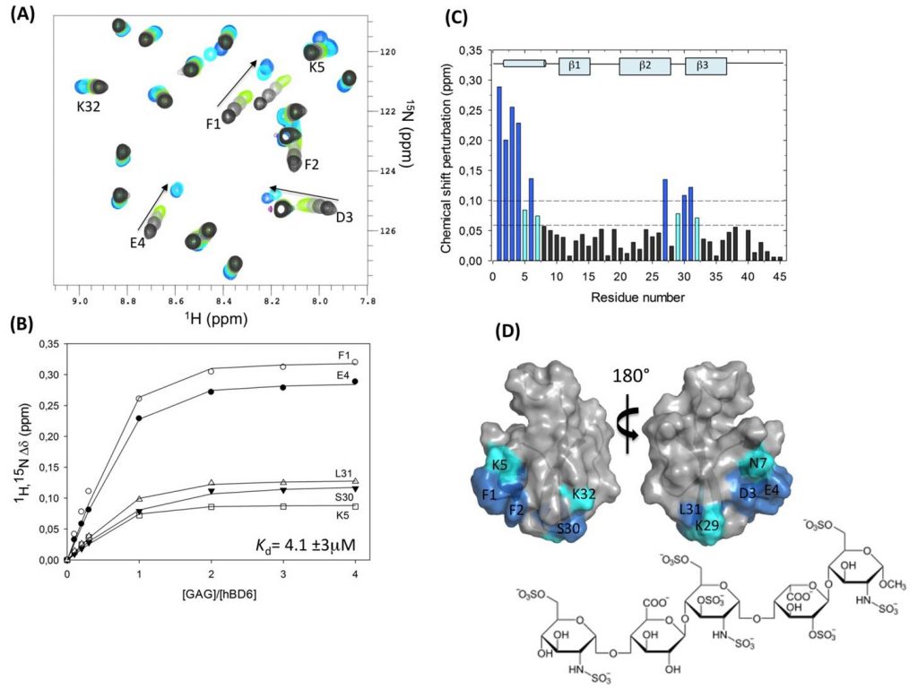 Carbohydrate-protein interactions of sulfated glycans and their protein binding partners
