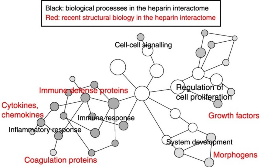 Current structural biology of the heparin interactome