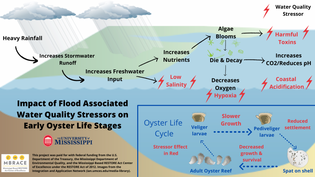 An infographic showing the impact of flood associated water quality stressors on early oyster life stages
