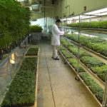 Marijuana grow room at the University of Mississippi