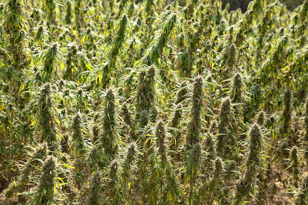 Marijuana plants grown outdoors at the Marijuana Project.