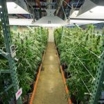 Plants of marijuana sit under lights in indoor grow room.