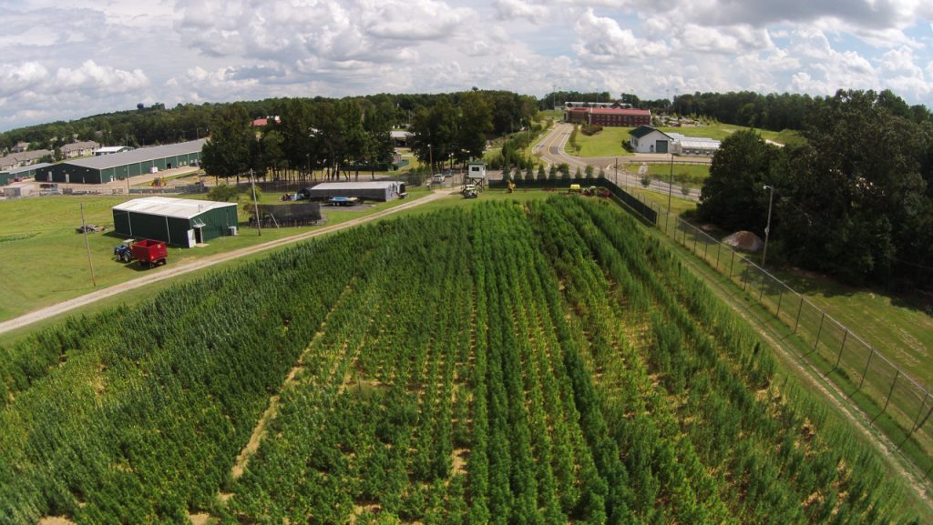 Marijuana field at the University of Mississippi