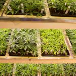 Three rows of small cannabis plants