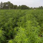 Marijuana grown at the University of Mississippi