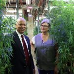 Mahmoud ElSohly and reporter Cynthia McFadden stand next to cannabis plants.