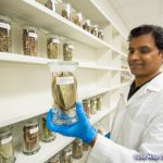 A male scientist holds a jar of dried leaves.