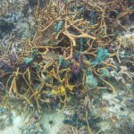 Underwater picture of rope sponges in Panama.