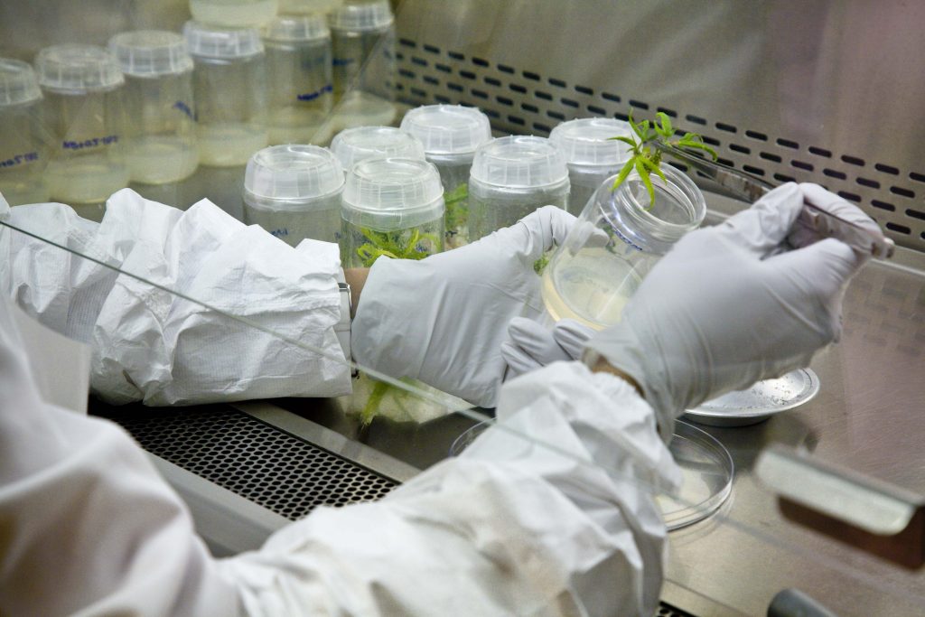 Researcher wears gloves as they place cannabis plant in glass jars with tweezers.