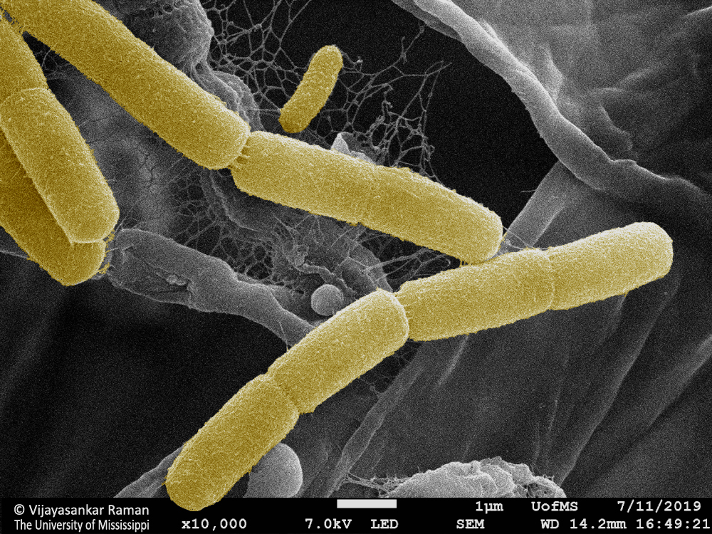 Bacteria found in a Tinospora sample