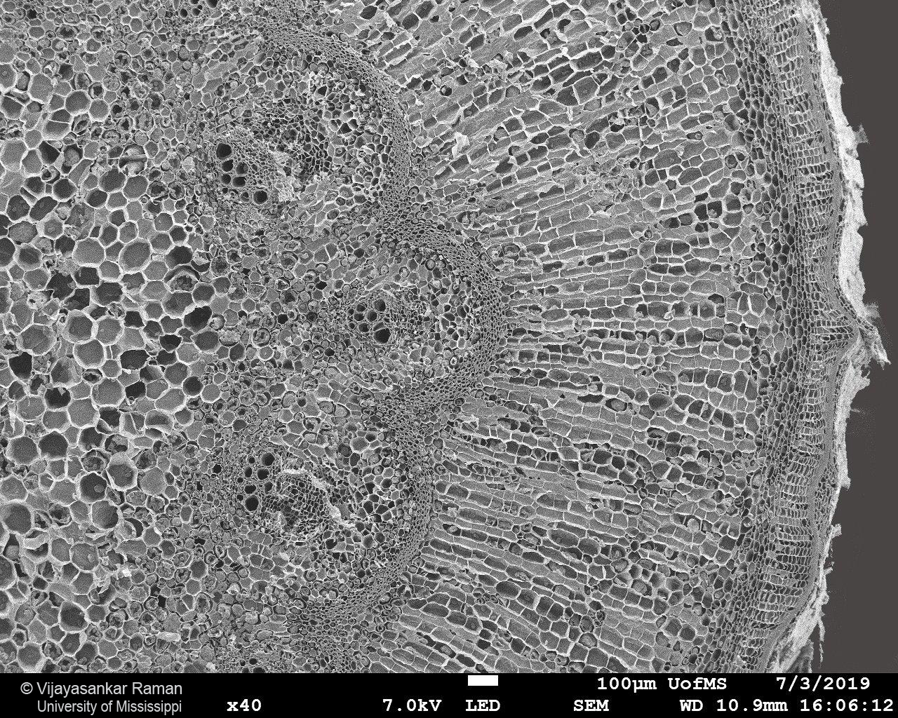 SEM image of Tinospora crispa stem section