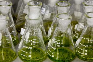 Glass lab jars hold green cannabis substance with tissue keeping the jars closed