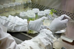 Researcher wears gloves while working with cannabis plant and placing in jar