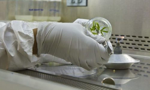 Cannabis in test tube lab