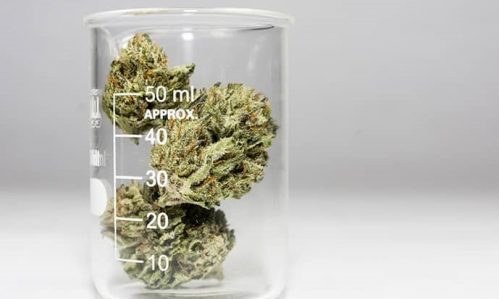 Cannabis in test tube